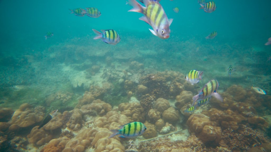 Ko Phi Phi showing marine life and colourful reefs