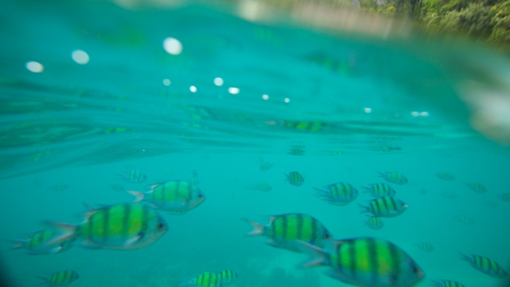 Ko Phi Phi showing marine life