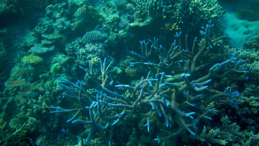 Fiji showing colourful reefs