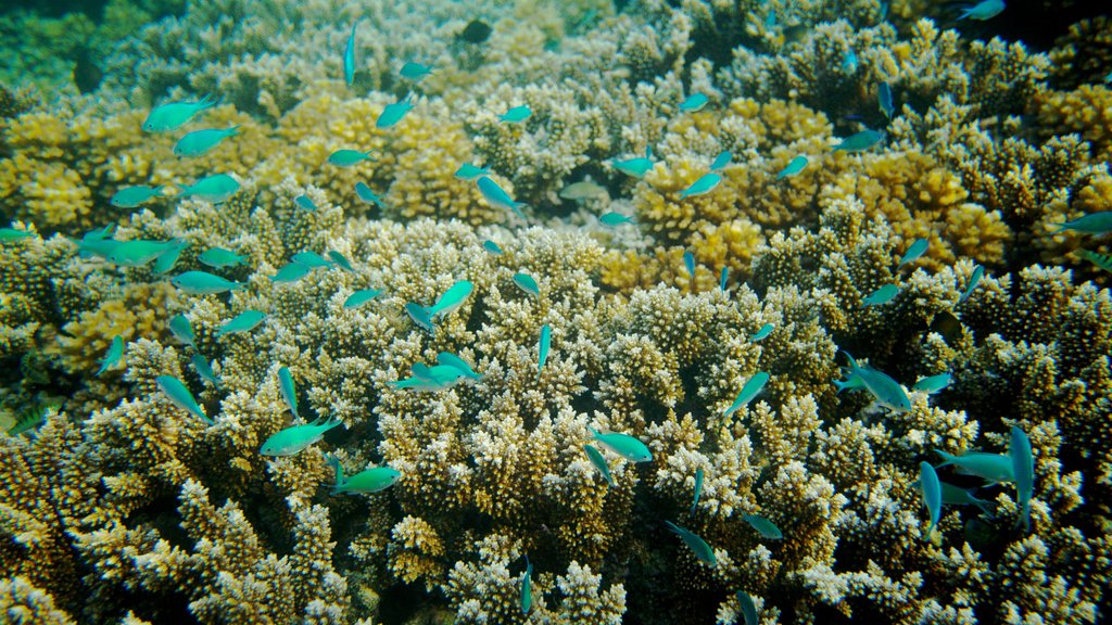 Fiji mostrando coral y vida marina