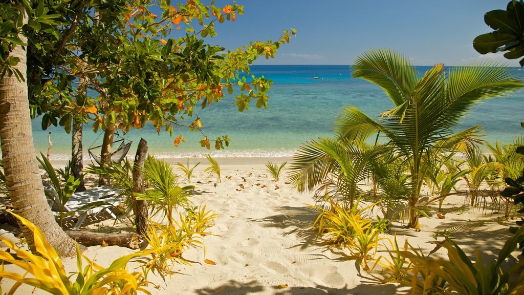 Fiji mostrando una playa de arena y escenas tropicales