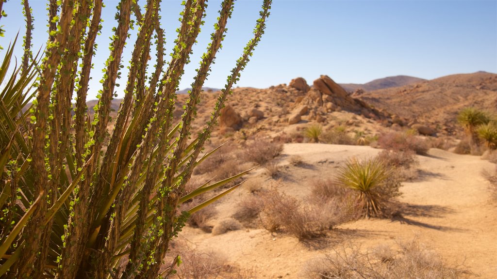 Joshua Tree National Park joka esittää autiomaanäkymät