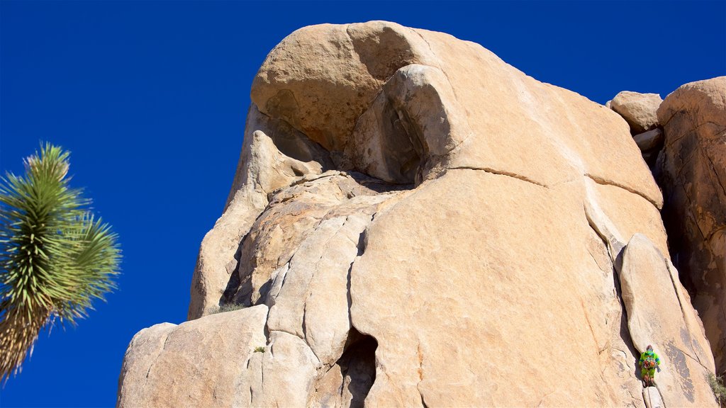 Parc national de Joshua Tree montrant vues du désert