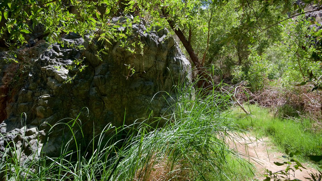 Darwin Falls which includes tranquil scenes