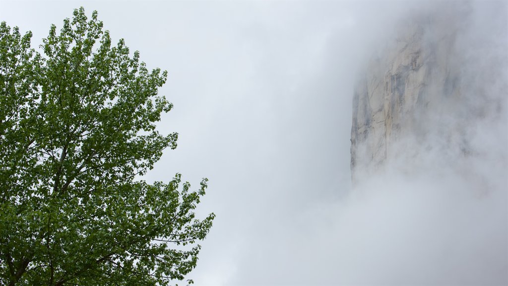 Parque Nacional Yosemite que incluye niebla o neblina