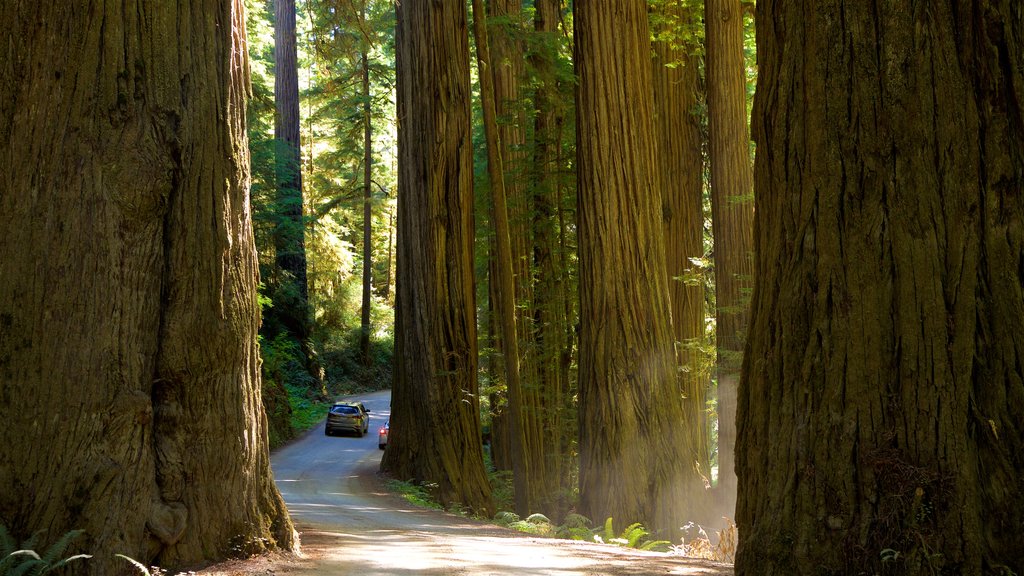 Parc national de Redwood qui includes paysages en forêt