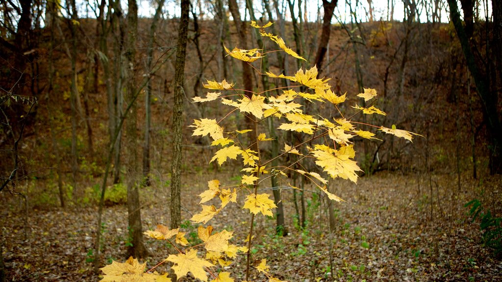 Minnehaha Park mostrando hojas de otoño y bosques