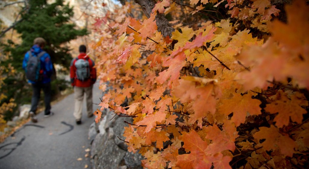 Timpanogos Cave National Monument caratteristiche di foglie d\'autunno