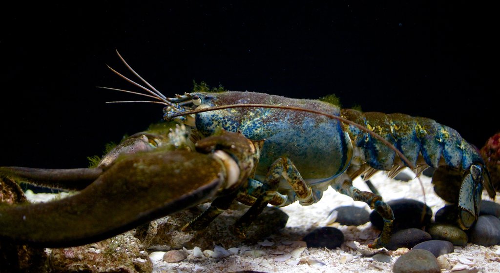 Living Planet Aquarium bevat zeedieren