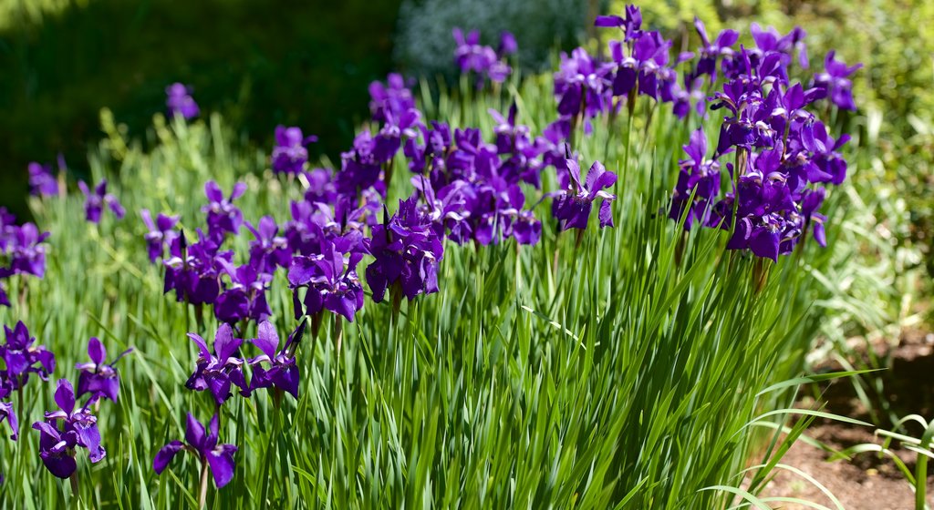 Red Butte Garden and Arboreteum showing wildflowers