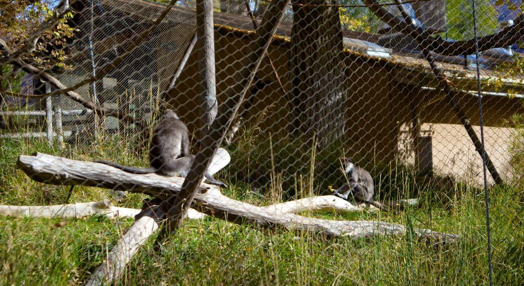 Hogle Zoo showing zoo animals and cuddly or friendly animals