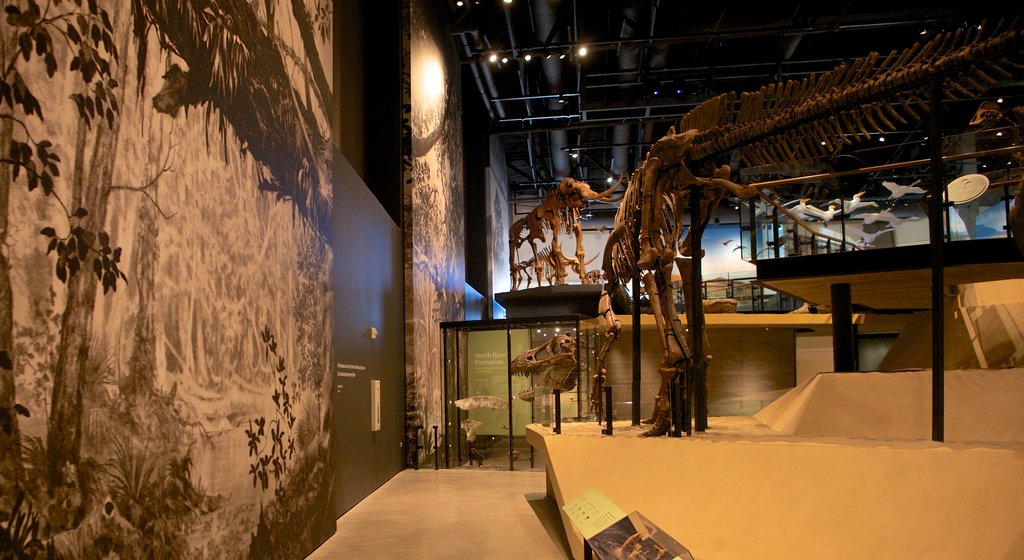 Utah Naturhistoriske Museum som viser interiør