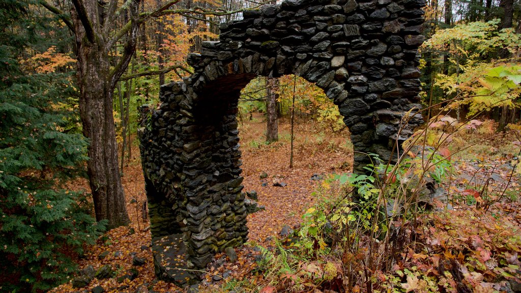 Chesterfield featuring autumn colours, forest scenes and a ruin