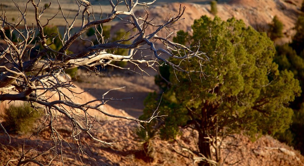 Kodachrome Basin State Park johon kuuluu autiomaanäkymät