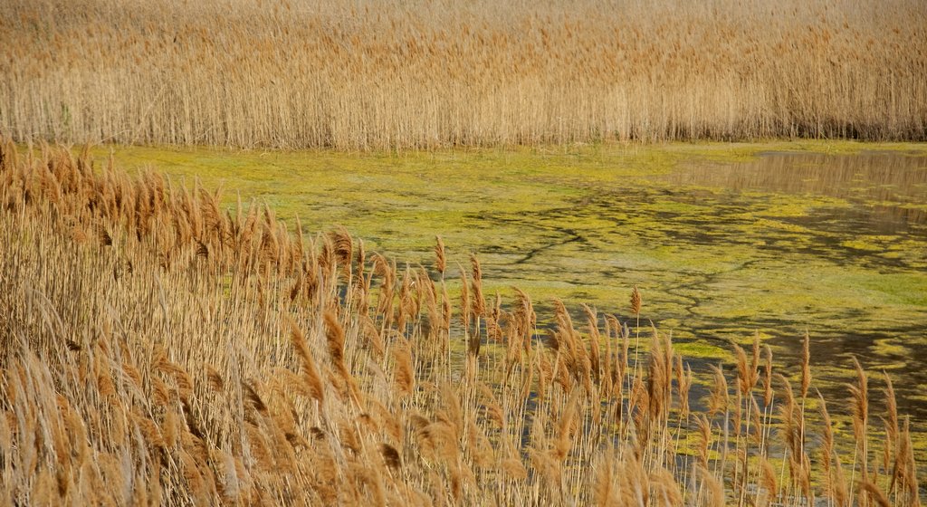 Great Salt Lake State Park showing wetlands