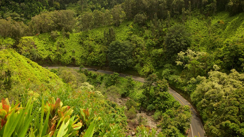 Garden of Eden Arboretum ofreciendo escenas forestales