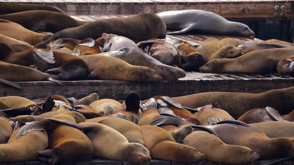 Pier 39 which includes marine life