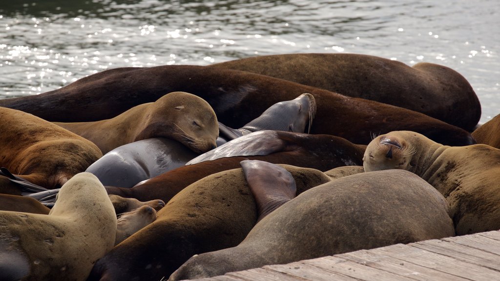 Pier 39 showing marine life