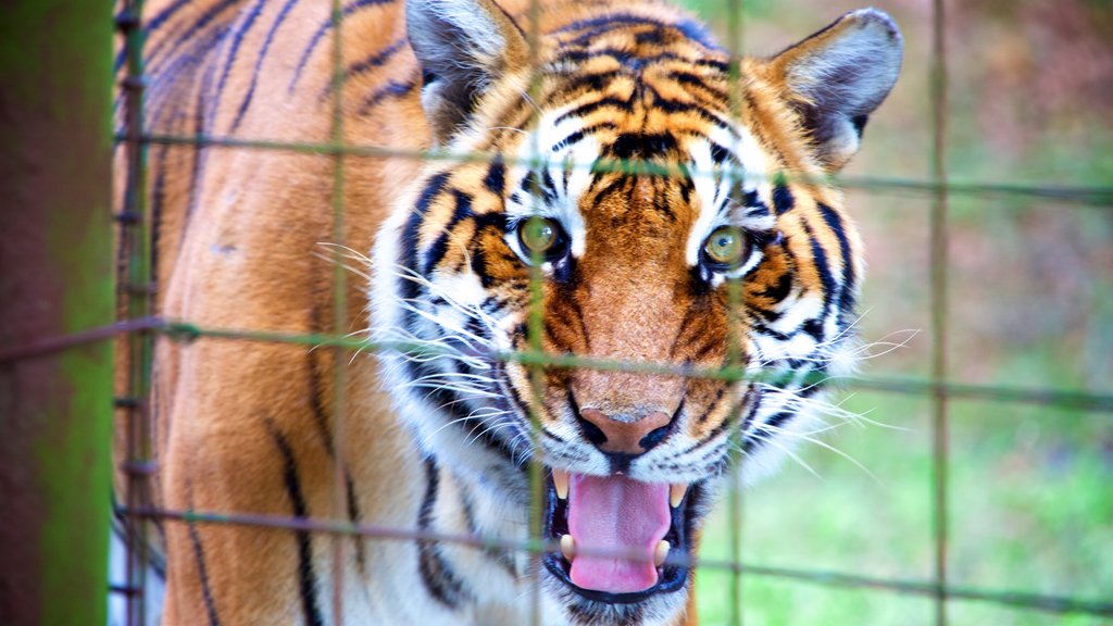 Big Cat Rescue featuring dangerous animals and zoo animals