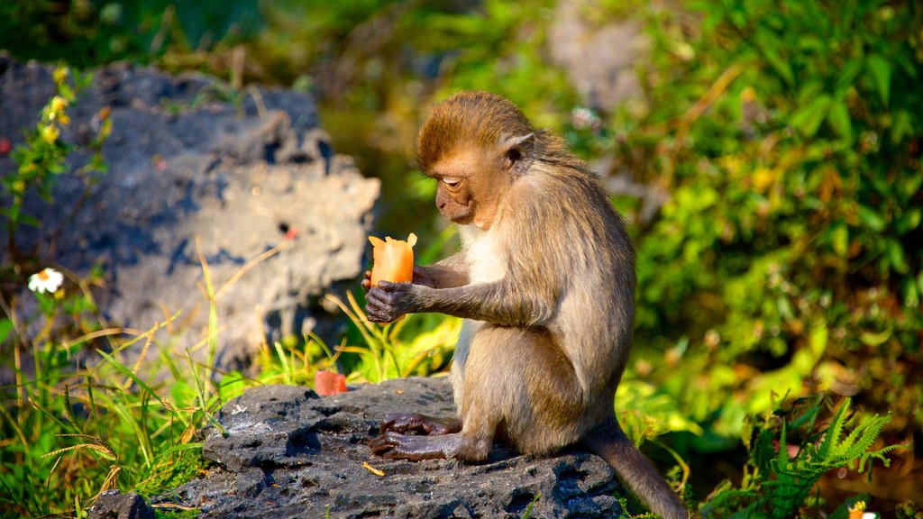 Monkey Jungle showing cuddly or friendly animals and zoo animals