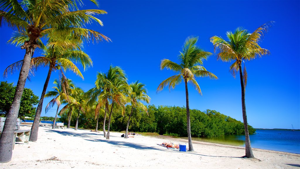 John Pennekamp Coral Reef State Park showing a sandy beach, tropical scenes and general coastal views