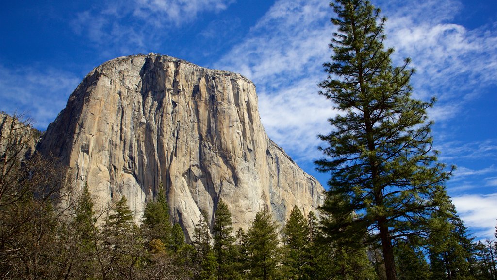 Parque Nacional Yosemite mostrando escenas tranquilas y una garganta o cañón