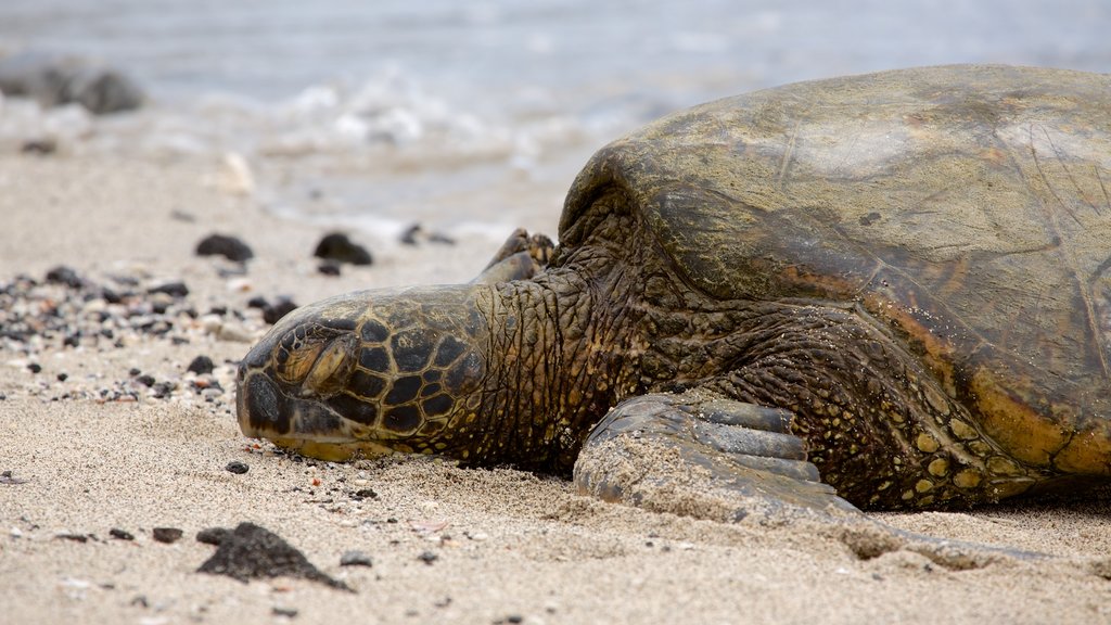 Kaloko-Honokohau National Historical Park showing a sandy beach, marine life and general coastal views