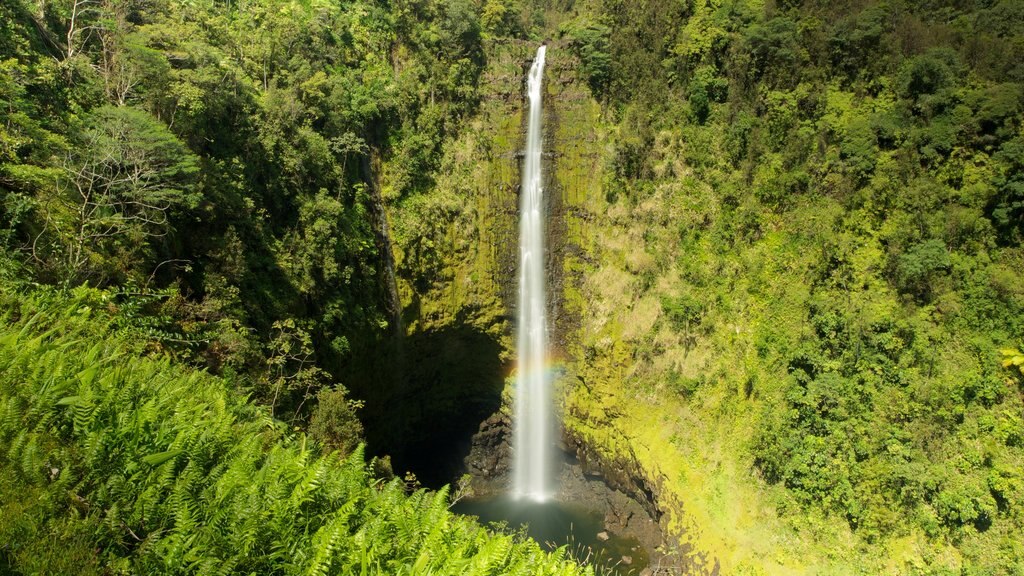 Akaka Falls que incluye una catarata y escenas tranquilas