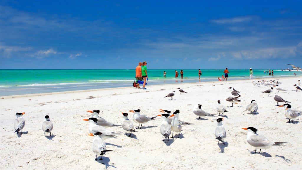 Lido Key mostrando vida das aves, uma praia de areia e paisagens litorâneas