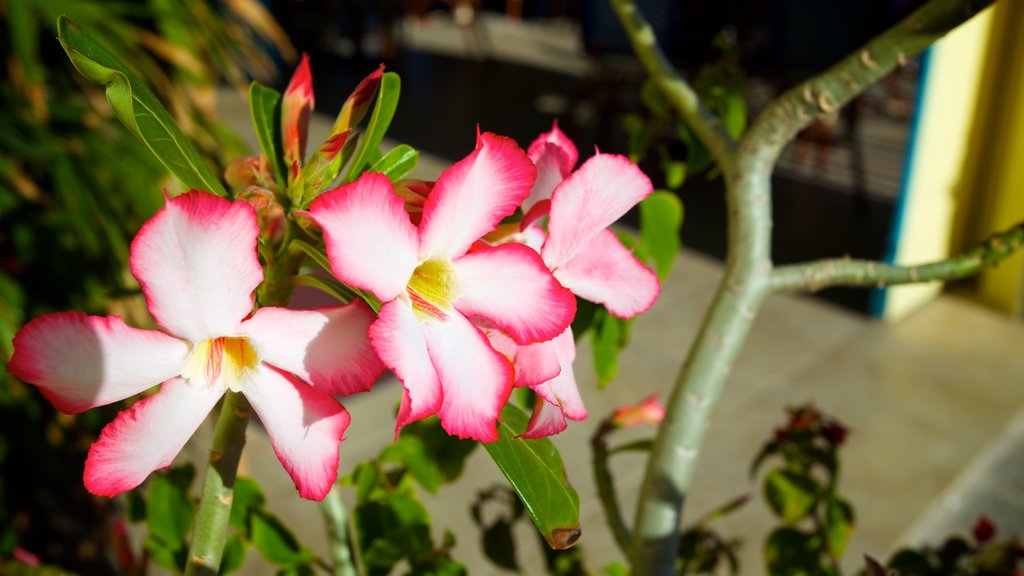 Barrio de South Beach ofreciendo flores silvestres