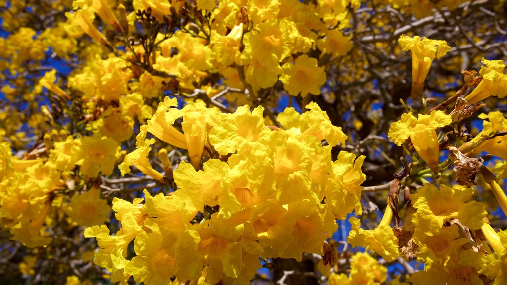 Centennial Park mostrando folhas de outono e flores silvestres