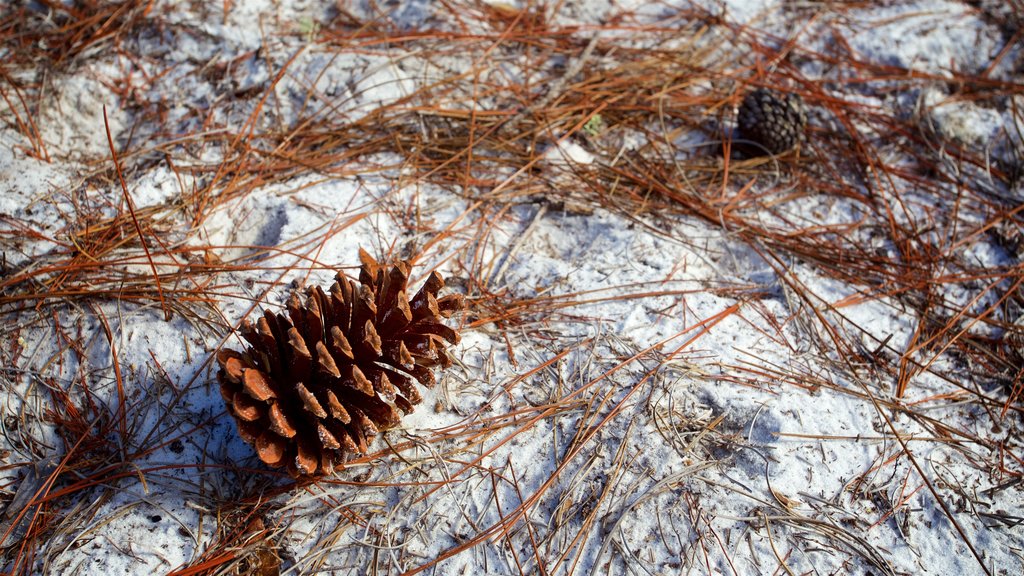 St. Andrews State Park que incluye una playa