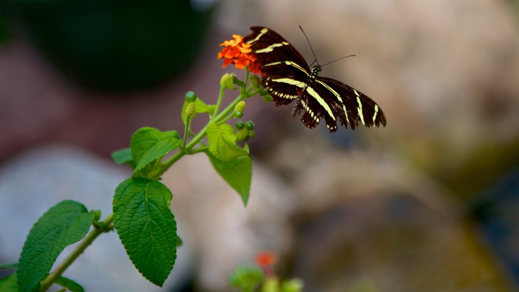 Hershey Gardens featuring wild flowers and animals