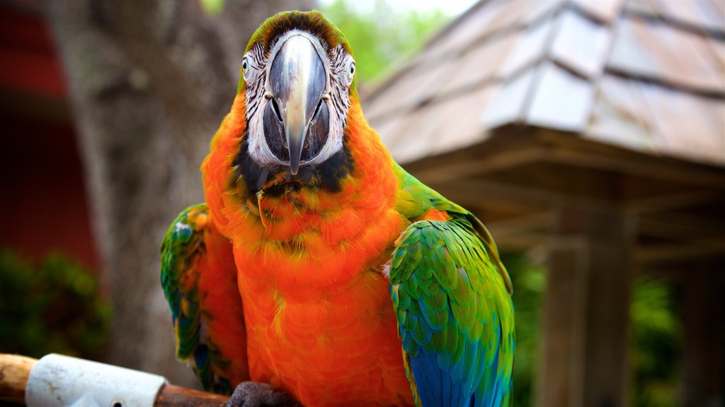 Sarasota Jungle Gardens showing zoo animals and bird life