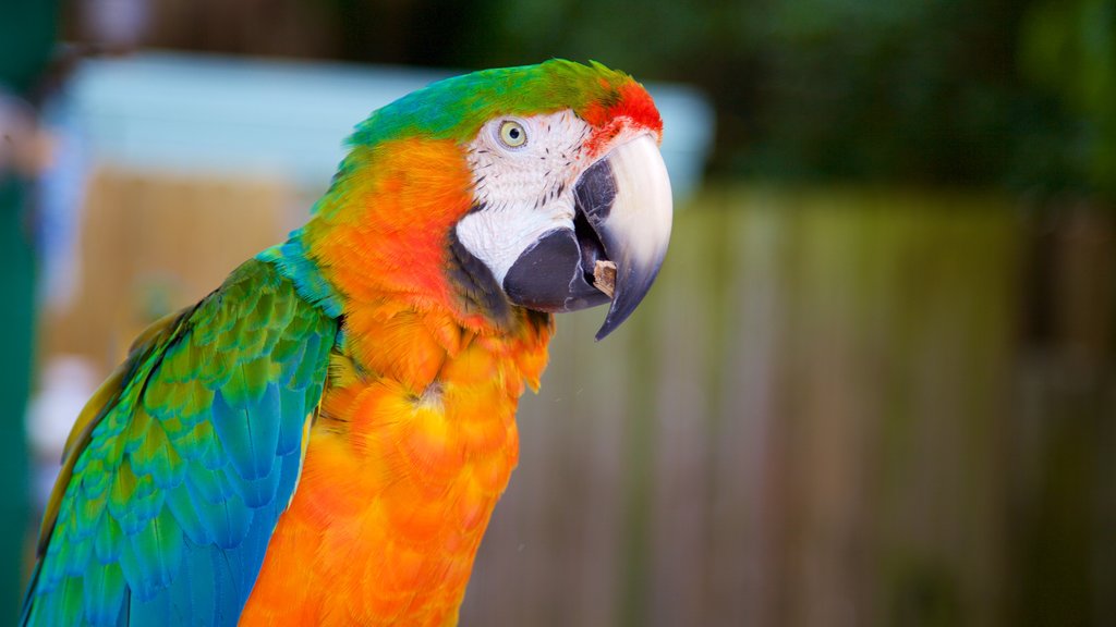 Sarasota Jungle Gardens showing bird life and zoo animals