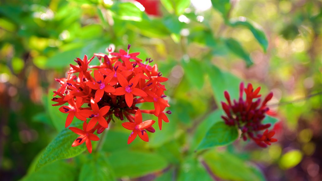 Manatee Park showing wildflowers