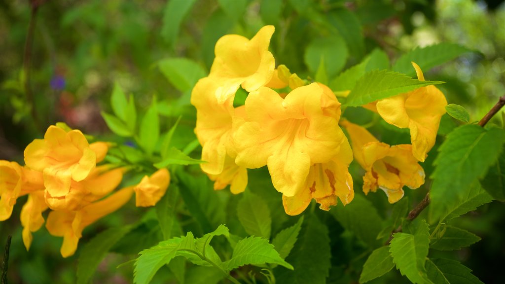 Manatee Park showing wild flowers