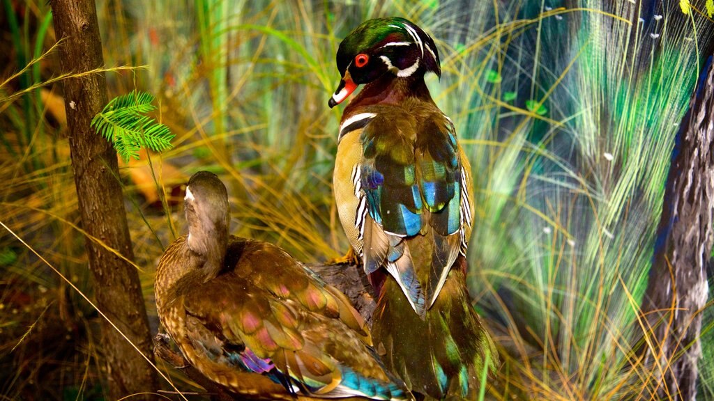 South Florida Museum caracterizando vida das aves