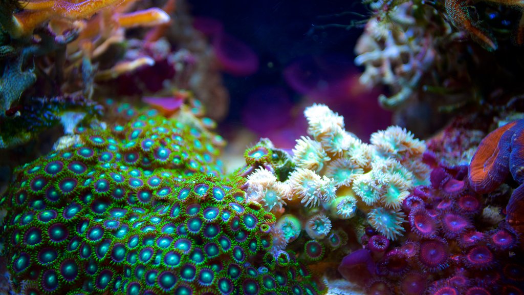 South Florida Museum showing marine life