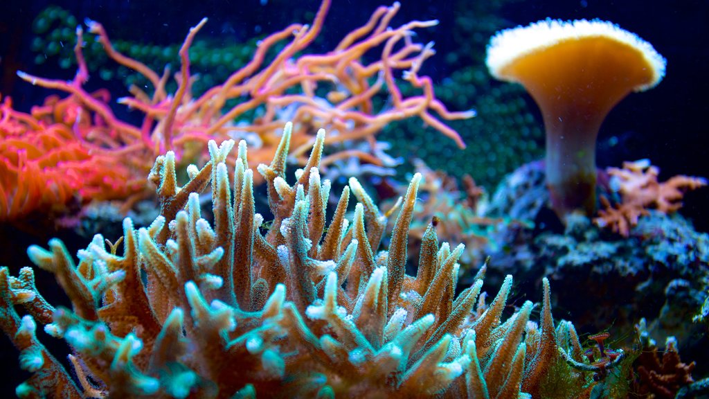 South Florida Museum showing marine life