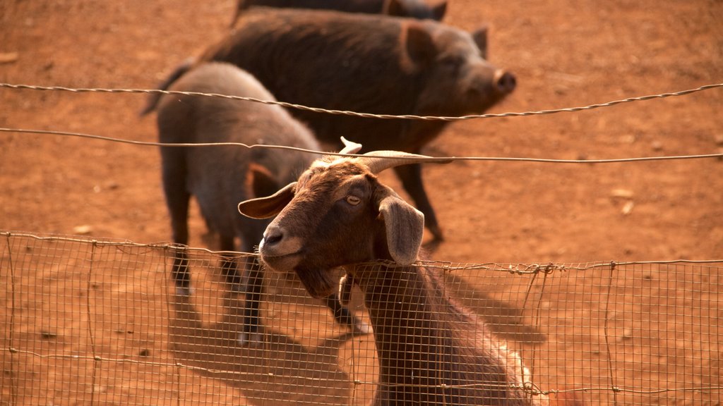 Kilohana Plantation mostrando fazenda e animais terrestres