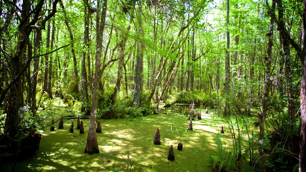 Six Mile Cypress Slough Preserve mostrando um jardim e florestas