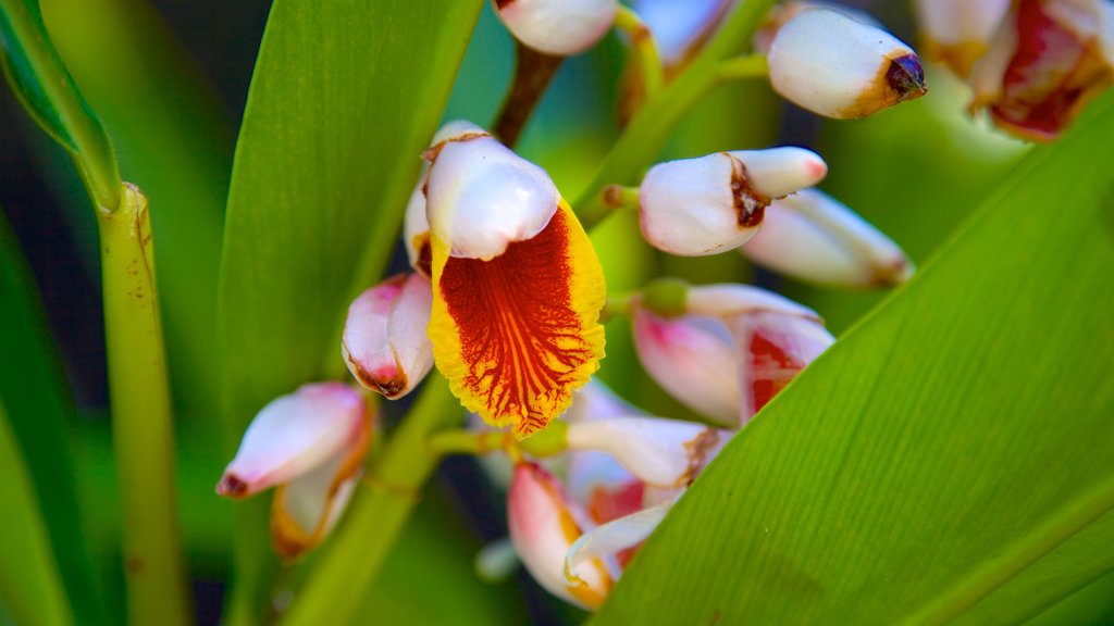 Naples Zoo at Caribbean Gardens showing wildflowers