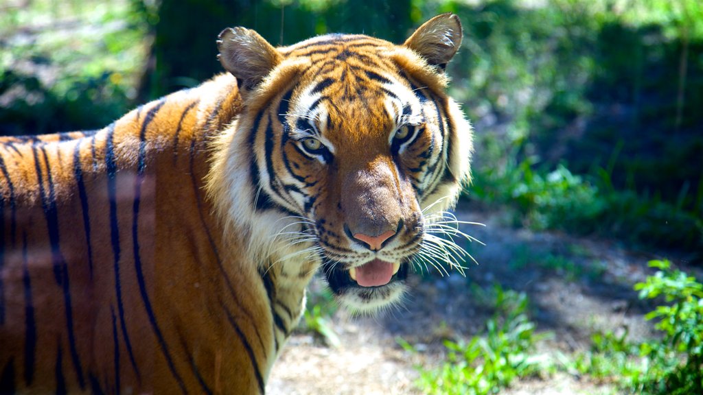 Naples Zoo at Caribbean Gardens que inclui animais de zoológico e animais perigosos