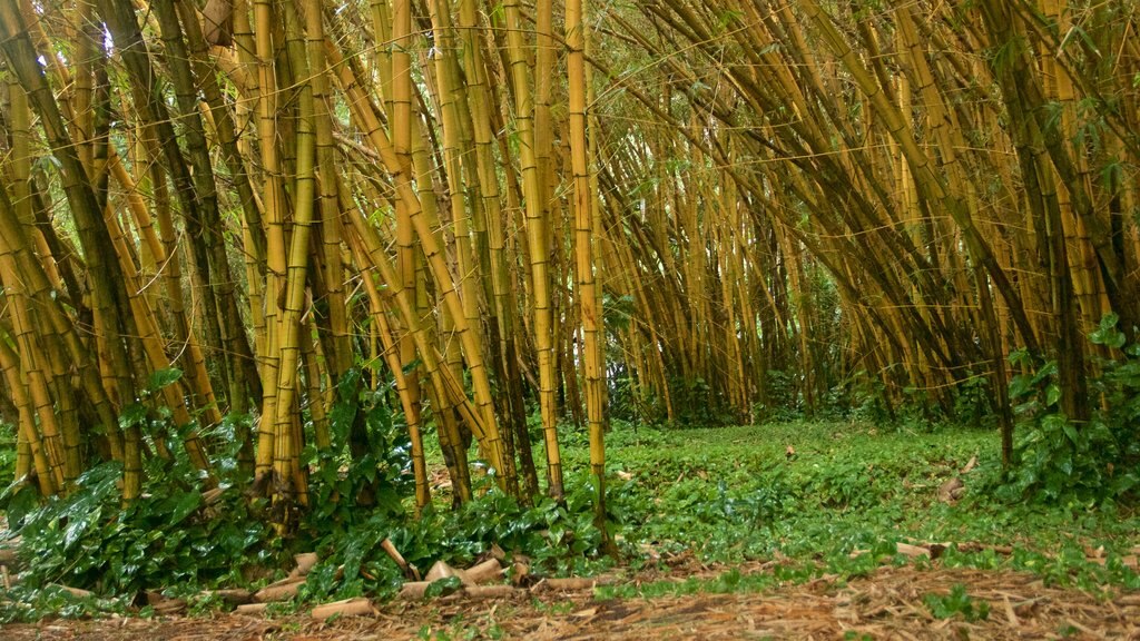 艾樂登植物園 设有 花園