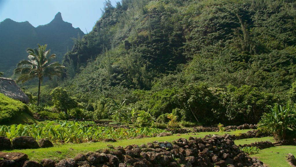 Limahuli Gardens and Reserve mostrando um parque e cenas tranquilas