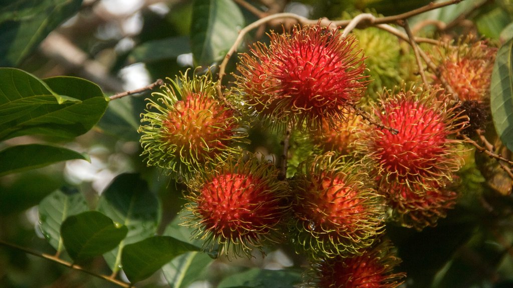 Na Aina Kai Botanical Gardens showing wild flowers