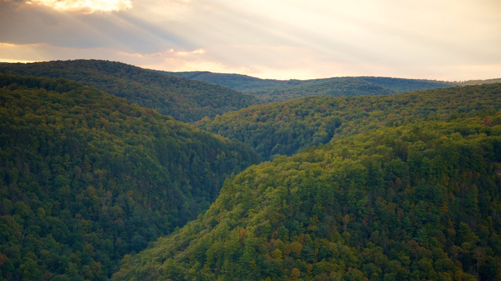 Pine Creek Gorge showing forests, a gorge or canyon and a sunset