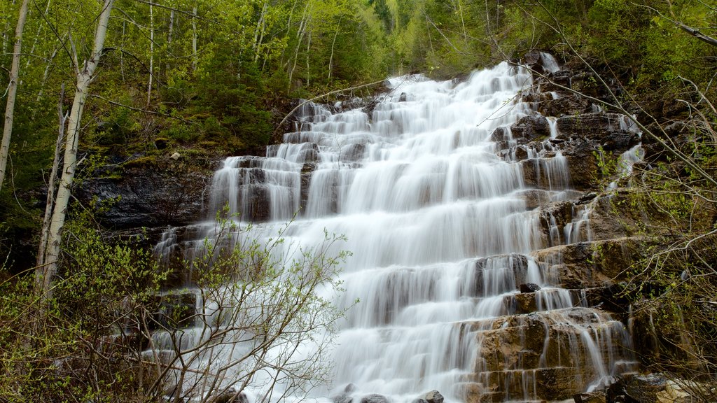 Glacier National Park which includes forests and a cascade