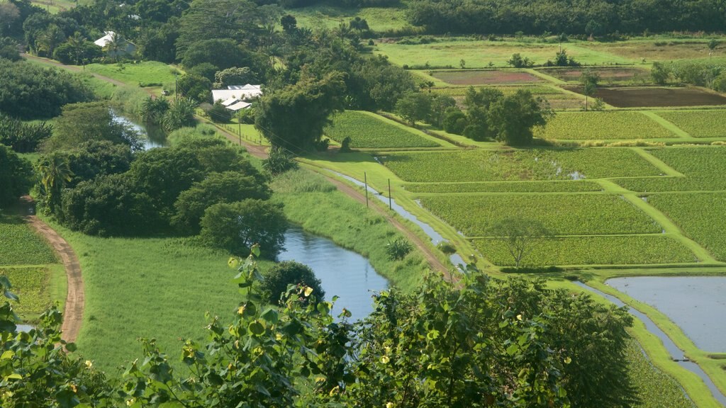 Hanalei Valley Lookout featuring farmland and a river or creek